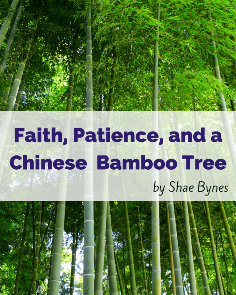 Faith, Patience, and a Chinese Bamboo Tree